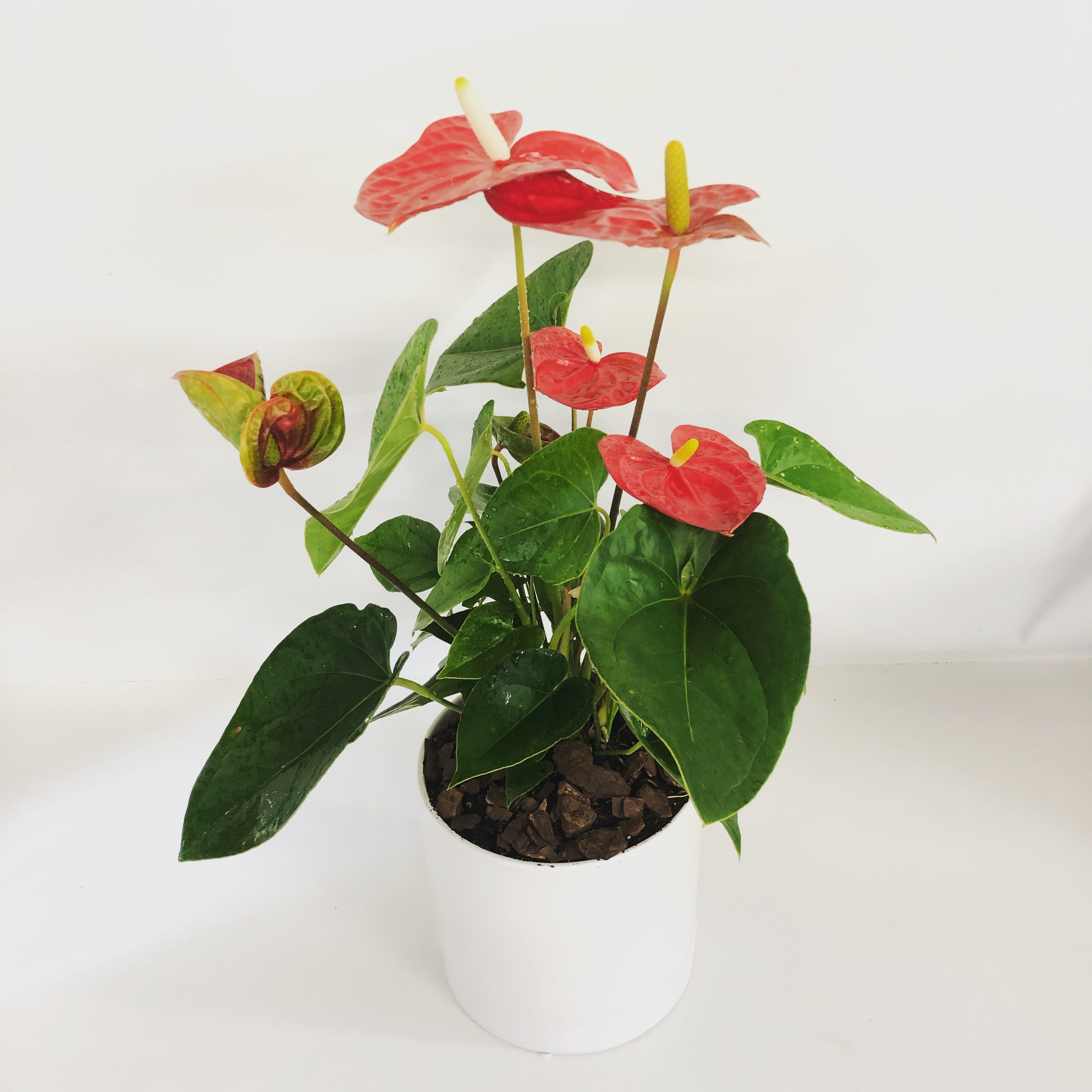 Anthurium plant