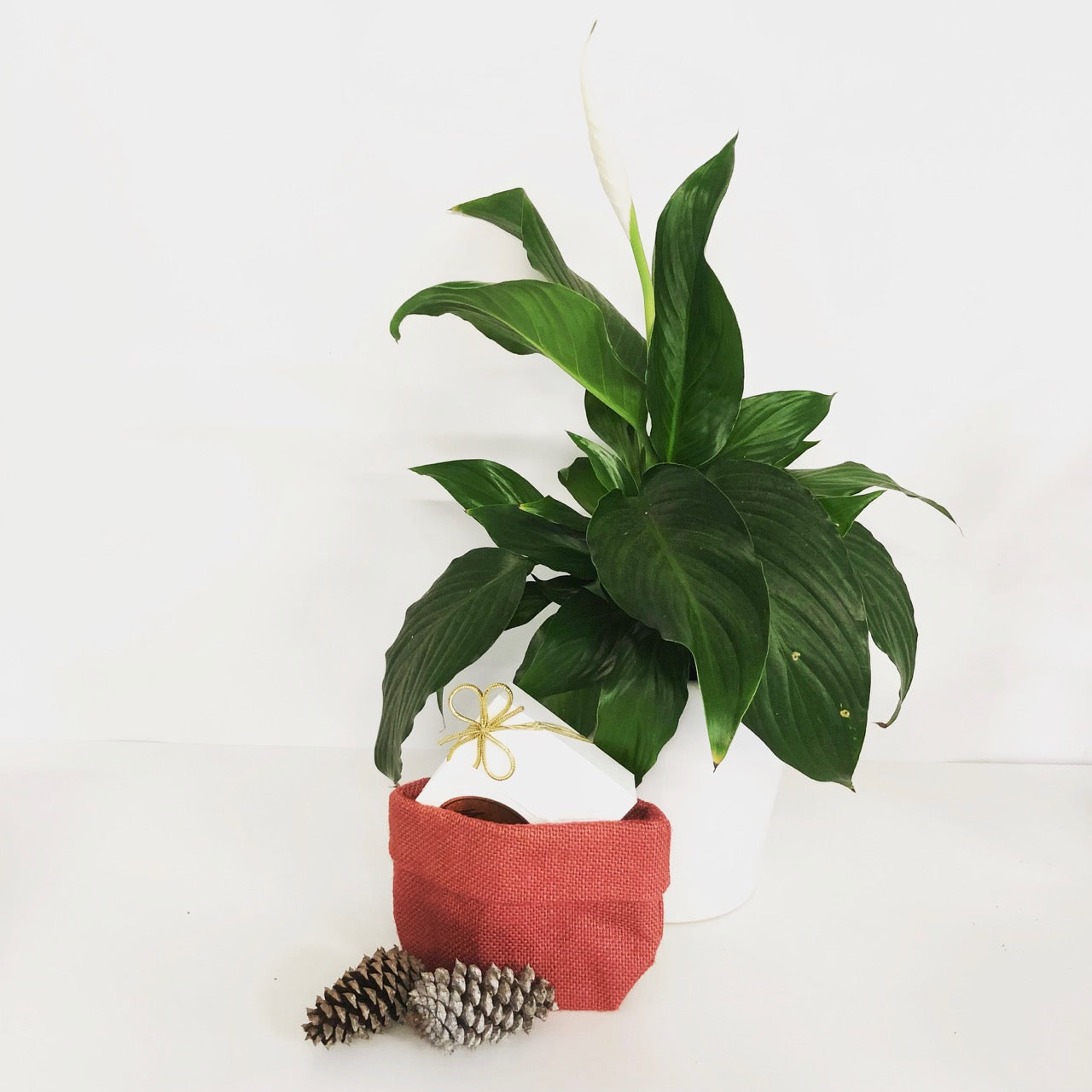 1 Plant and 1 50g bar of chocolate