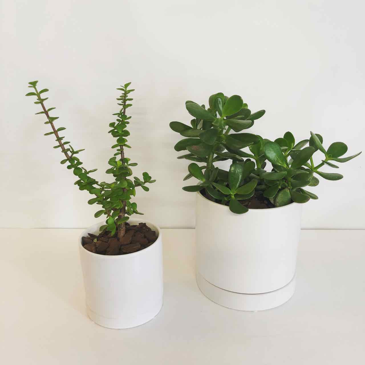 Jade plant in white ceramic pot for delivery on the Sunshine Coast