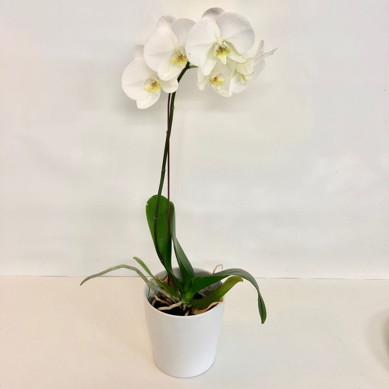 Orchid Plant