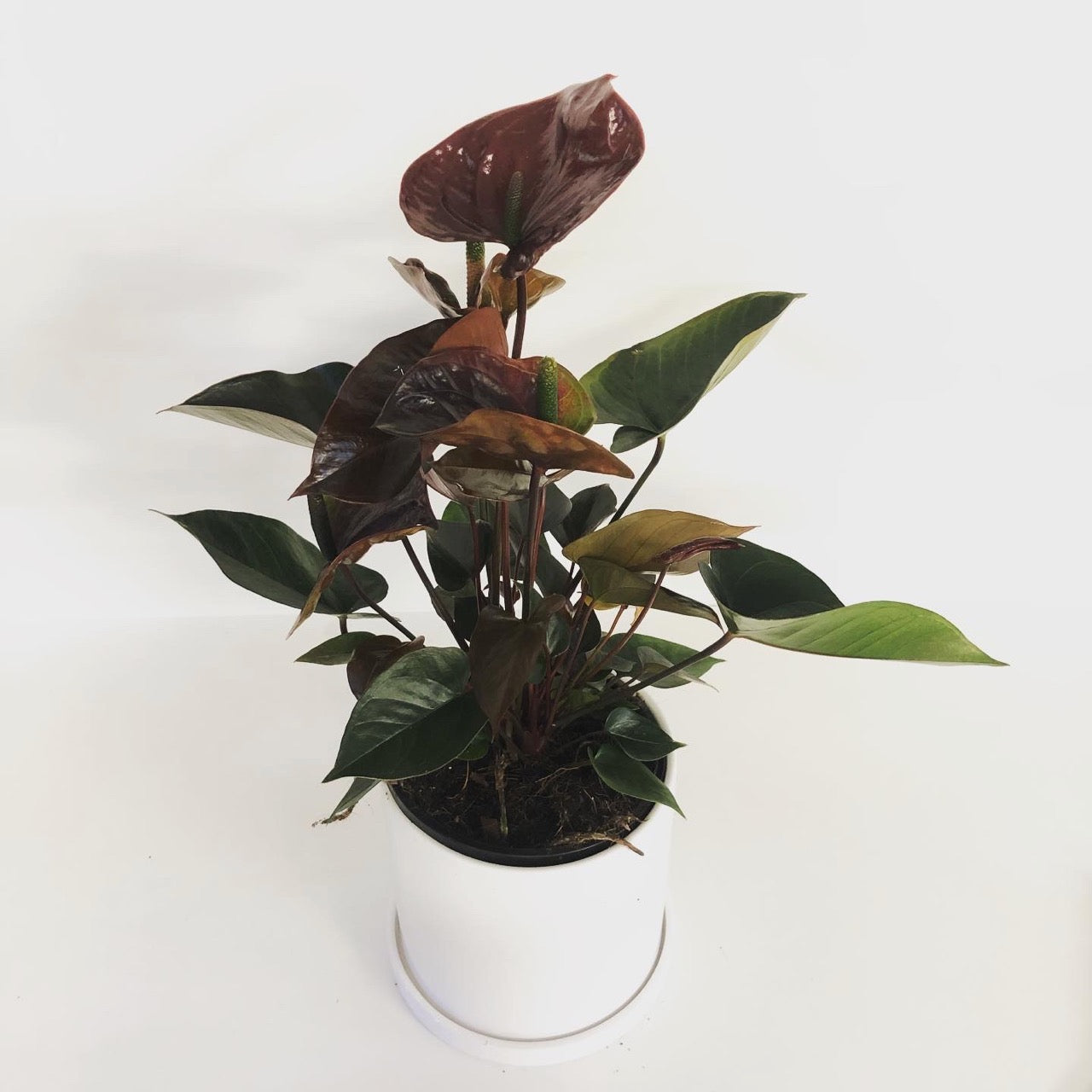 Anthurium plant