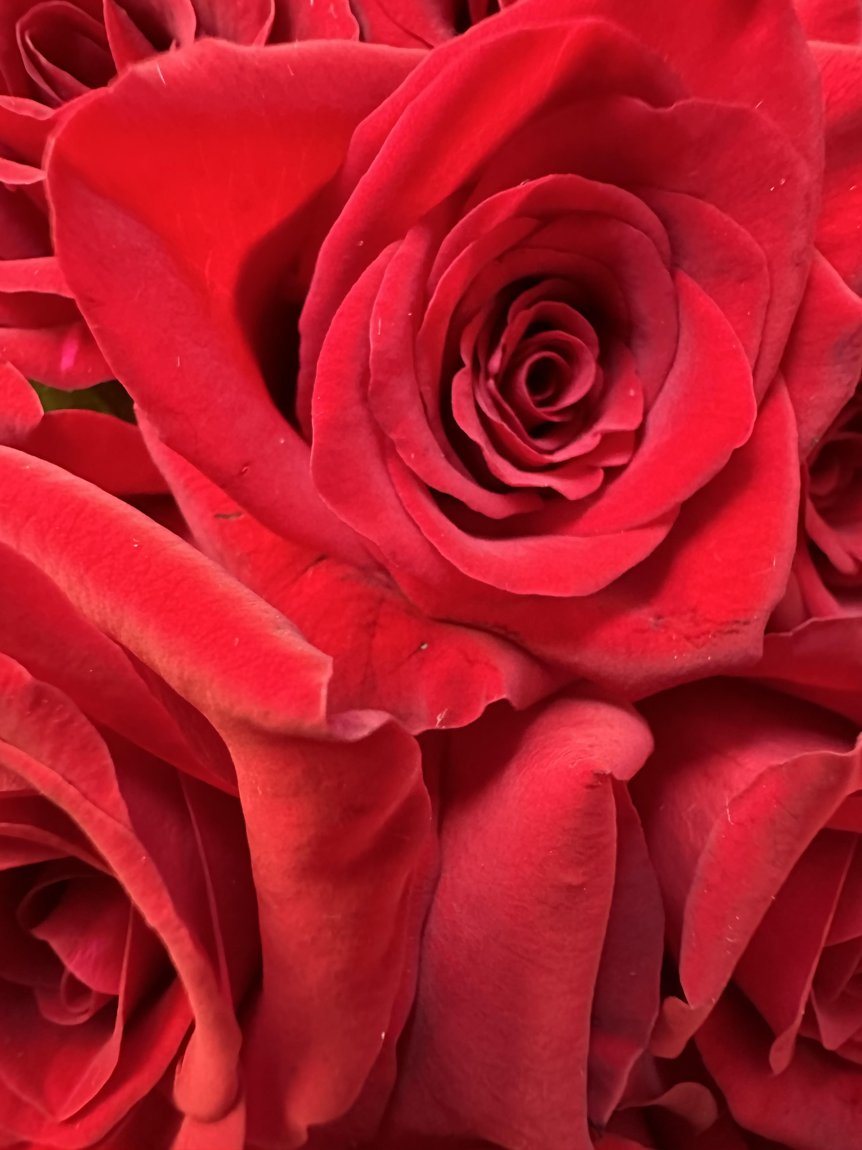 Noosa florist