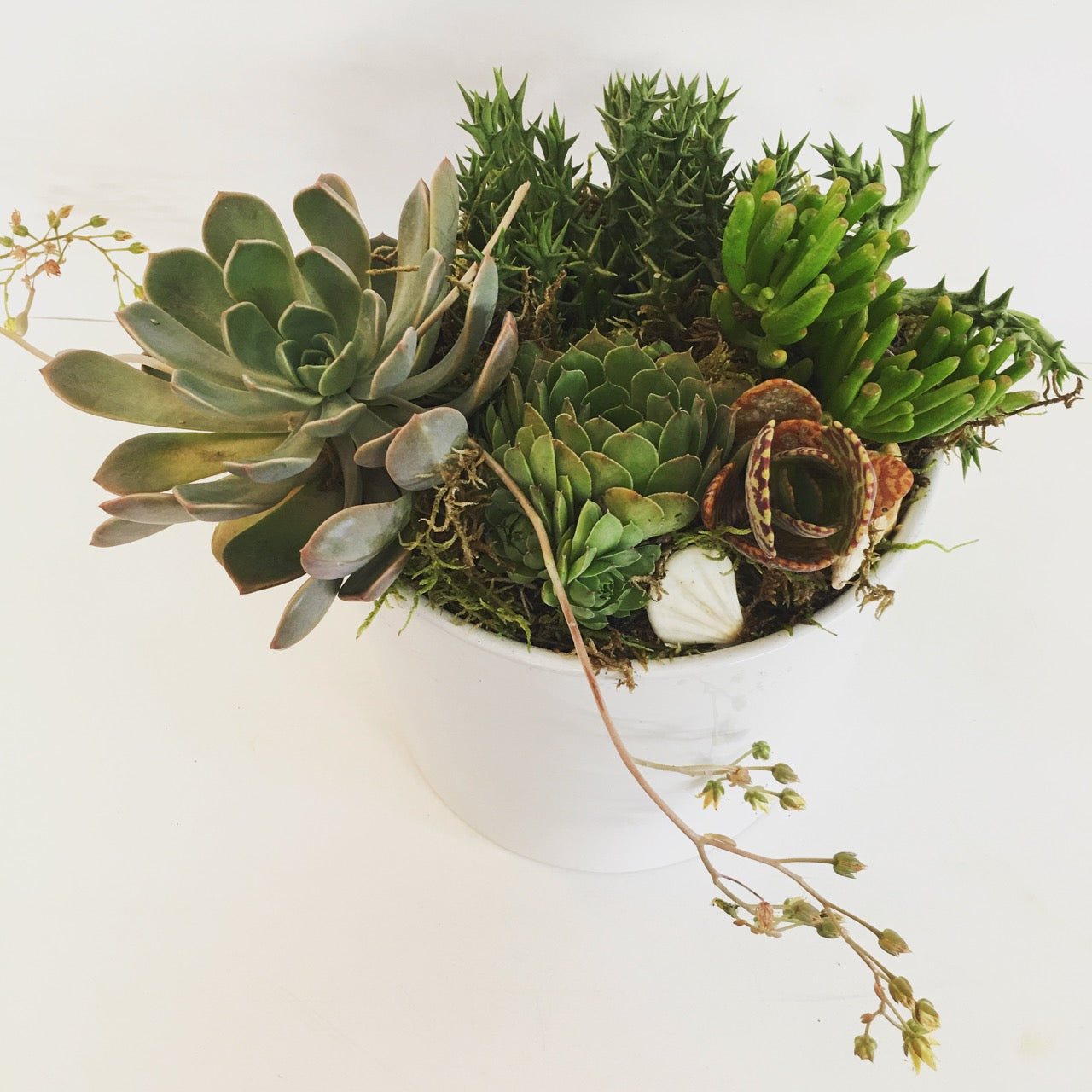 Abundant succulent garden for delivery on the sunshine coast