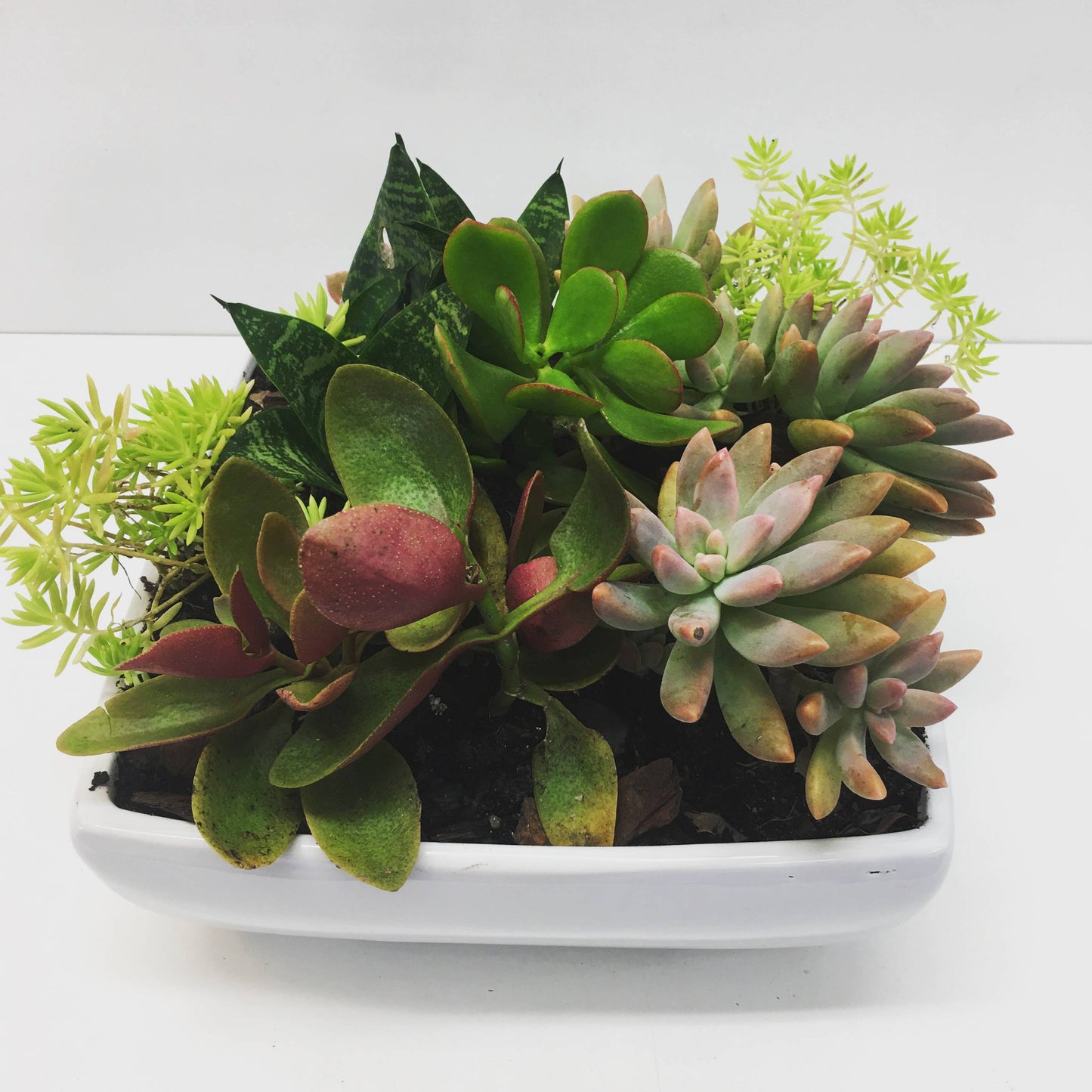 Premium succulent garden