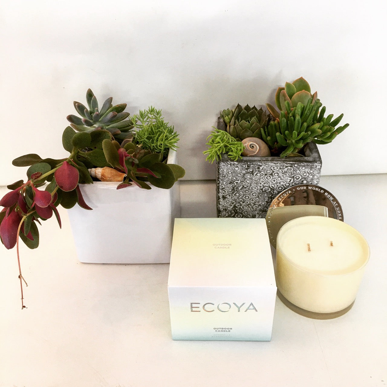 succulent gardens in ceramic pot fro delivery on the Sunshine Coast