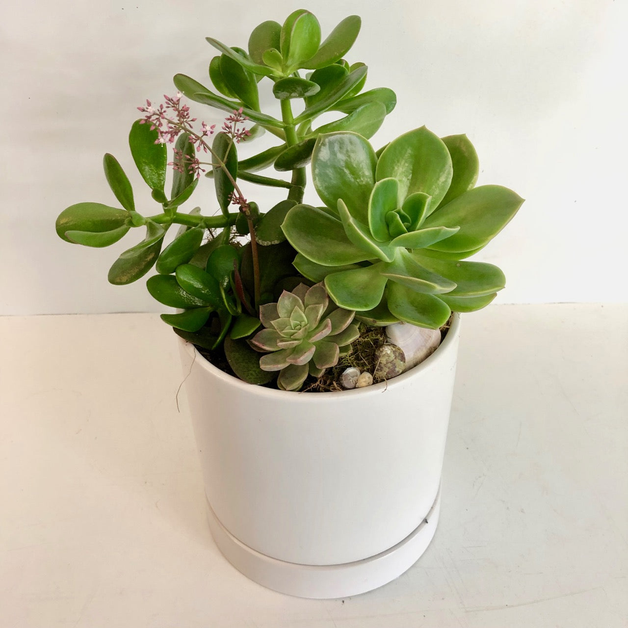 Succulent gardens gift delivery Sunshine coast