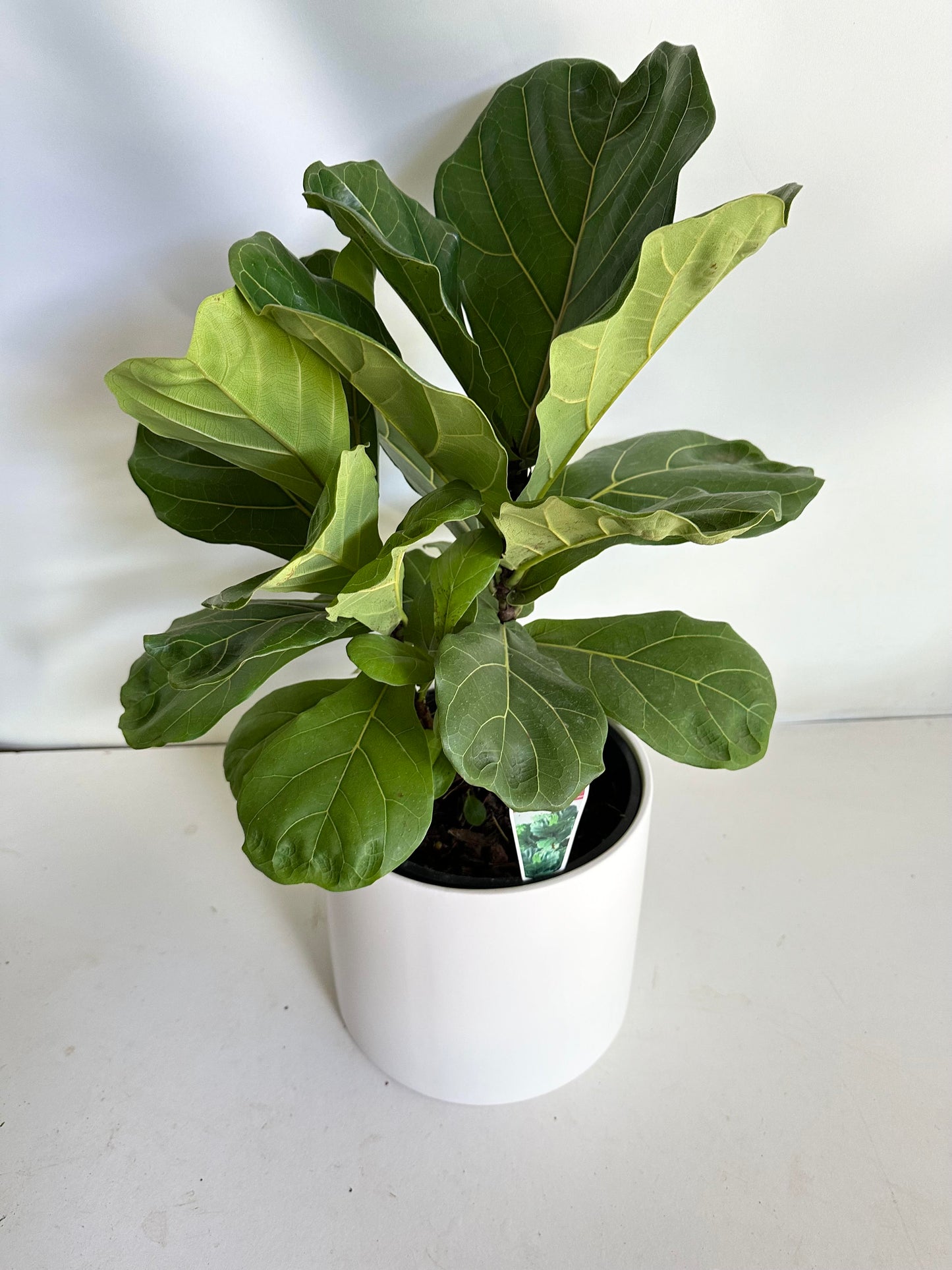 Fiddle Leaf Fig