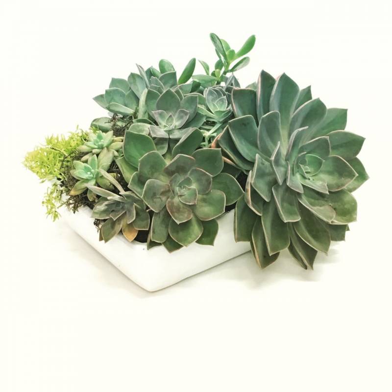 succulent garden in white ceramic dish 