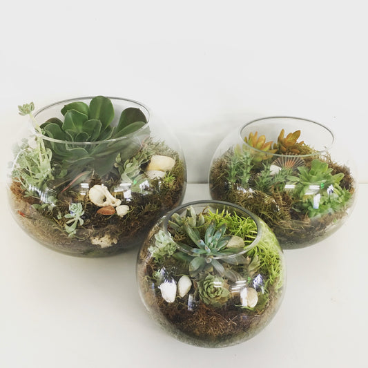 Fishbowl garden with Succulents 